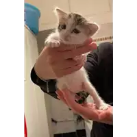 Foto dell\'animale gatto - Matr. 2021/0571 - Microchip 380260044550776