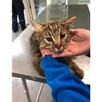 Foto dell\'animale gatto - Matr. 2021/0575 - Microchip 380260044550714