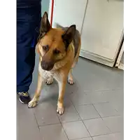 Foto dell\'animale cane - Matr. 2021/0574 - Microchip 380260080015266