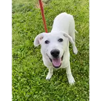 Foto dell\'animale cane - Matr. 2021/0573 - Microchip 380260044550990
