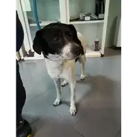Foto dell\'animale cane - Matr. 2021/0577 - Microchip 380260044550725