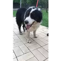 Foto dell\'animale cane - Matr. 2020/1537 - Microchip 380260002825918