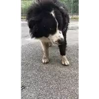 Foto dell\'animale cane - Matr. 2020/1538 - Microchip 380260002952170