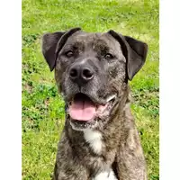 Foto dell\'animale cane - Matr. 2018/2445 - Microchip 380260043853468