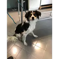 Foto dell\'animale cane - Matr. 2021/0581 - Microchip 380260101885307