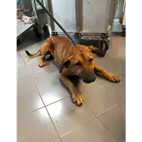 Foto dell\'animale cane - Matr. 2021/0582 - Microchip 380260040169442