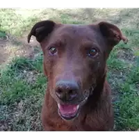 Foto dell\'animale cane - Matr. 2020/0275 - Microchip 380260000656354
