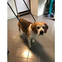 Foto dell\'animale cane - Matr. 2021/0583 - Microchip 380260040151199