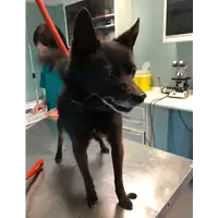 Foto dell\'animale cane - Matr. 2021/0584 - Microchip 380260000782243