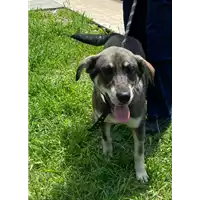 Foto dell\'animale cane - Matr. 2021/0588 - Microchip 380260101782818