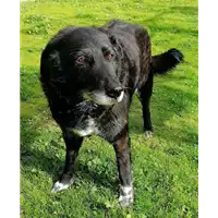 Foto dell\'animale cane - Matr. 2021/0590 - Microchip 380260044281050
