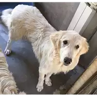 Foto dell\'animale cane - Matr. 2017/0634 - Microchip 380260043150342