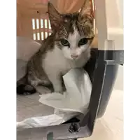 Foto dell\'animale gatto - Matr. 2021/0596 - Microchip 380260044551787