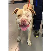 Foto dell\'animale cane - Matr. 2021/0599 - Microchip 380260044551178
