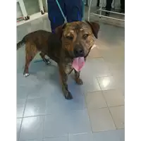 Foto dell\'animale cane - Matr. 2021/0603 - Microchip 380260044544982