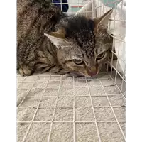 Foto dell\'animale gatto - Matr. 2021/0604 - Microchip 380260044551124