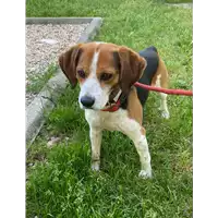 Foto dell\'animale cane - Matr. 2021/0605 - Microchip 380260080309949