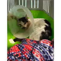 Foto dell\'animale gatto - Matr. 2021/0606 - Microchip 380260044542568