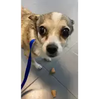 Foto dell\'animale cane - Matr. 2021/0607 - Microchip 380260044551538