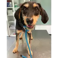 Foto dell\'animale cane - Matr. 2021/0609 - Microchip 380260044552072