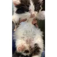 Foto dell\'animale gatto - Matr. 2021/0610 - Microchip 380260044551774