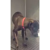 Foto dell\'animale cane - Matr. 2017/0636 - Microchip 380260002752906