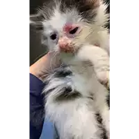 Foto dell\'animale gatto - Matr. 2021/0611 - Microchip 380260044551207