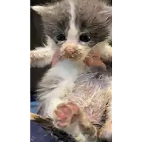 Foto dell\'animale gatto - Matr. 2021/0612 - Microchip 380260044542698