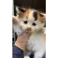 Foto dell\'animale gatto - Matr. 2021/0613 - Microchip 380260044551761
