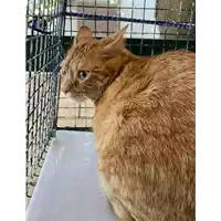 Foto dell\'animale gatto - Matr. 2021/0626 - Microchip 380260044542443