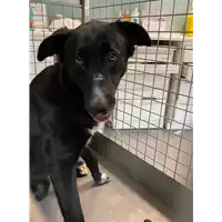 Foto dell\'animale cane - Matr. 2021/0614 - Microchip 380260044551350