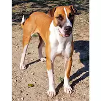 Foto dell\'animale cane - Matr. 2021/0615 - Microchip 380260044543033
