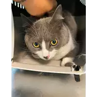 Foto dell\'animale gatto - Matr. 2021/0616 - Microchip 380260044544573