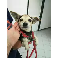 Foto dell\'animale cane - Matr. 2021/0617 - Microchip 380260043283426