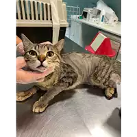 Foto dell\'animale gatto - Matr. 2021/0618 - Microchip 380260044551709