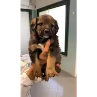 Foto dell\'animale cane - Matr. 2021/0625 - Microchip 380260044551929