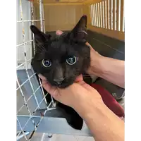 Foto dell\'animale gatto - Matr. 2021/0627 - Microchip 380260044551968