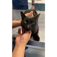 Foto dell\'animale gatto - Matr. 2021/0628 - Microchip 380260044551909