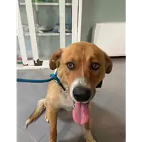 Foto dell\'animale cane - Matr. 2021/0637 - Microchip 380260044551877