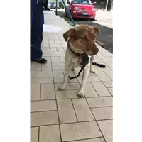 Foto dell\'animale cane - Matr. 2021/0638 - Microchip 380260044551239