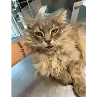 Foto dell\'animale gatto - Matr. 2021/0641 - Microchip 380260044551878
