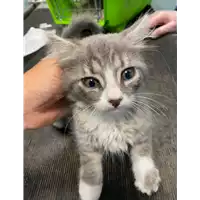 Foto dell\'animale gatto - Matr. 2021/0646 - Microchip 380260044551549