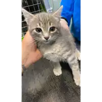 Foto dell\'animale gatto - Matr. 2021/0644 - Microchip 380260044551708