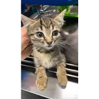 Foto dell\'animale gatto - Matr. 2021/0643 - Microchip 380260044551598