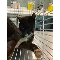 Foto dell\'animale gatto - Matr. 2021/0648 - Microchip 380260044551308