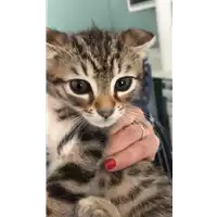 Foto dell\'animale gatto - Matr. 2021/0649 - Microchip 380260044516674