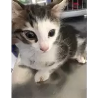 Foto dell\'animale gatto - Matr. 2021/0650 - Microchip 380260044516349
