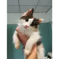 Foto dell\'animale gatto - Matr. 2021/0651 - Microchip 380260044516450