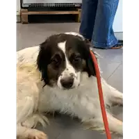 Foto dell\'animale cane - Matr. 2021/0328 - Microchip 380260004906512