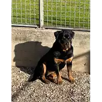 Foto dell\'animale cane - Matr. 2021/0652 - Microchip 380260002424642